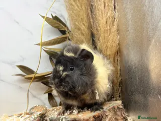 Guinea Pig rodents Multiple Female Guinea Pigs for sale 💗 - Advert 11