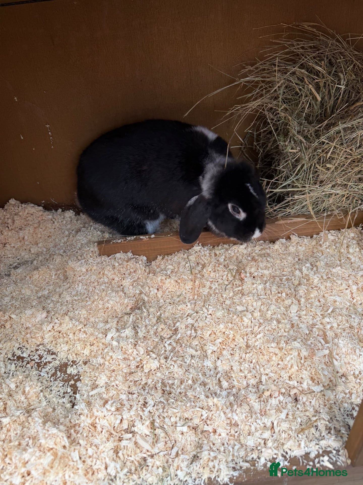 English Lop rabbits Baby rabbits & adult rabbit for sale  - Advert 1