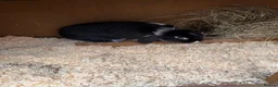 English Lop rabbits for sale: Baby rabbits & adult rabbit for sale  - Advert 1