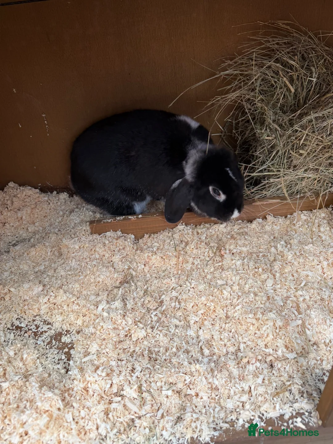 English Lop rabbits for sale: Baby rabbits & adult rabbit for sale  - Advert 1