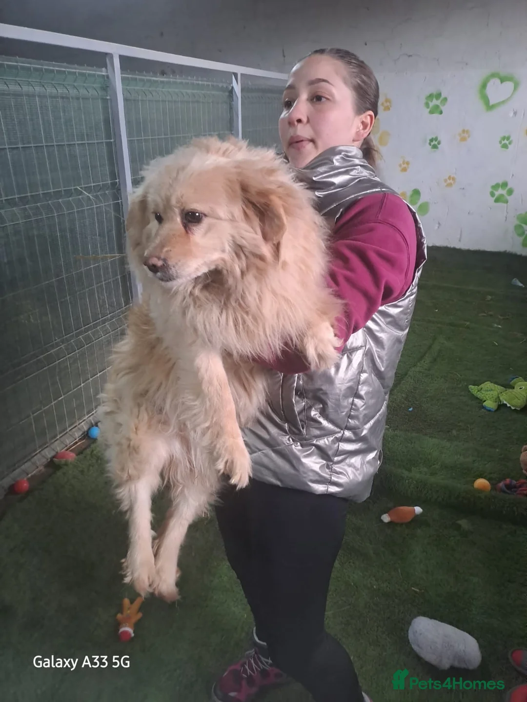 Mixed Breed dogs for adoption: ✨ SAVED FROM A KILL SHELTER — NOW READY TO LIVE ✨ - Advert 3