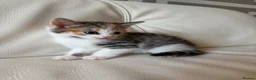 Mixed Breed cats for sale: 4 beautiful kittens  - Advert 16