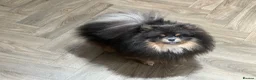 Pomeranian dogs for sale: Blue and Tan female Pomeranian  - Advert 4