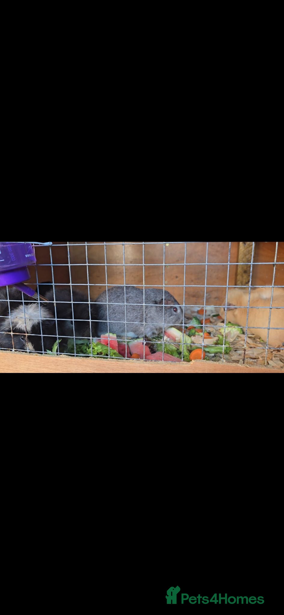 Guinea Pig rodents Female pigs for sale  - Advert 14