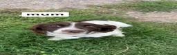 English Springer Spaniel dogs for sale: English springer spaniel puppies - Advert 14