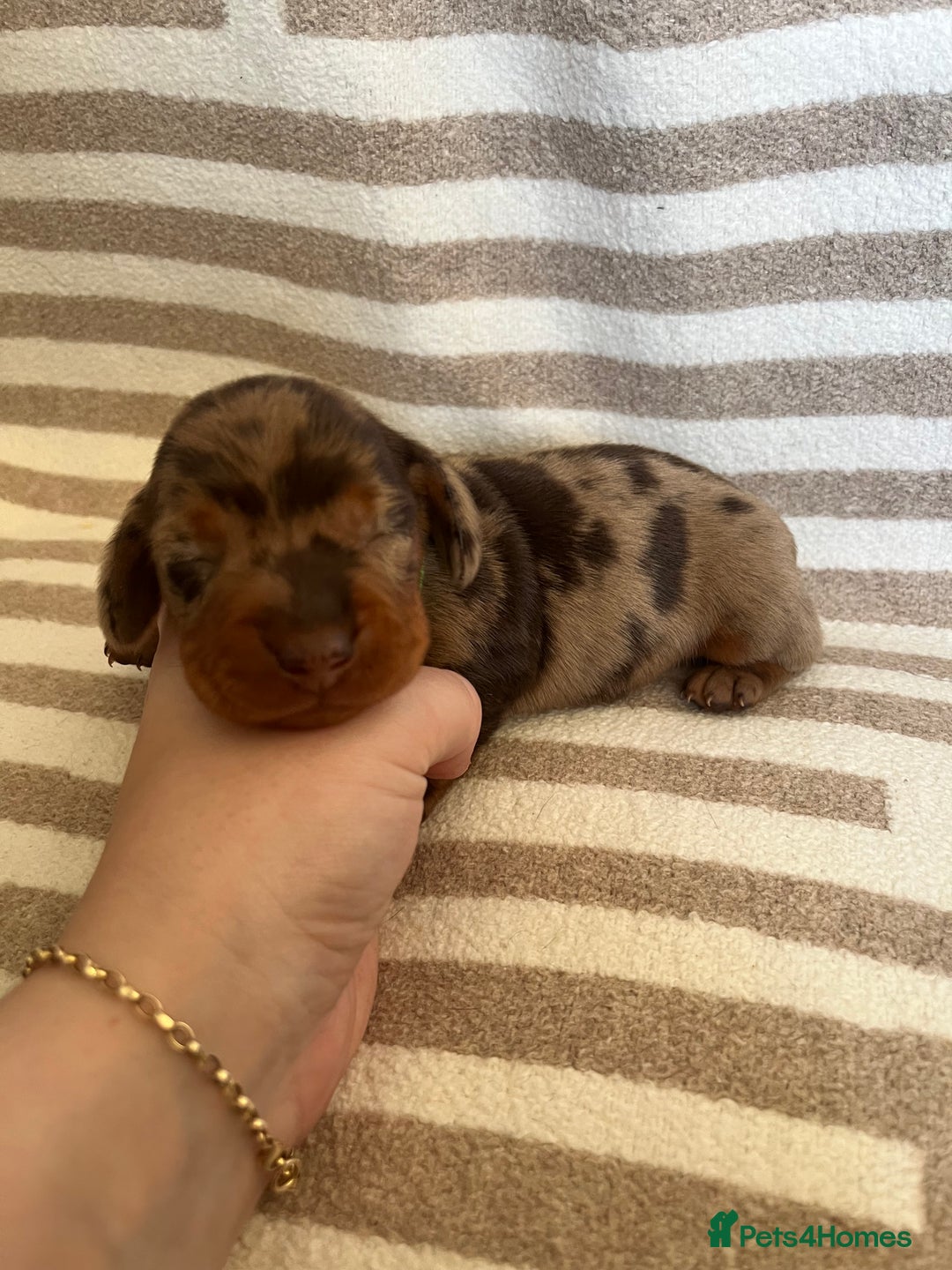 Miniature Dachshund dogs for sale: Beautiful Miniature dachshunds🐶🤎 - Advert 11