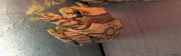 Frog reptiles for sale: Milk Tree frog older frogs  - Advert 5