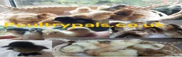 Chickens poultry for sale: Chicks, Chickens, Ducklings & Hatching Eggs - Advert 4