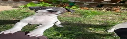 Jack Russell dogs for sale: 2 beautiful male Jack Russells - Advert 10