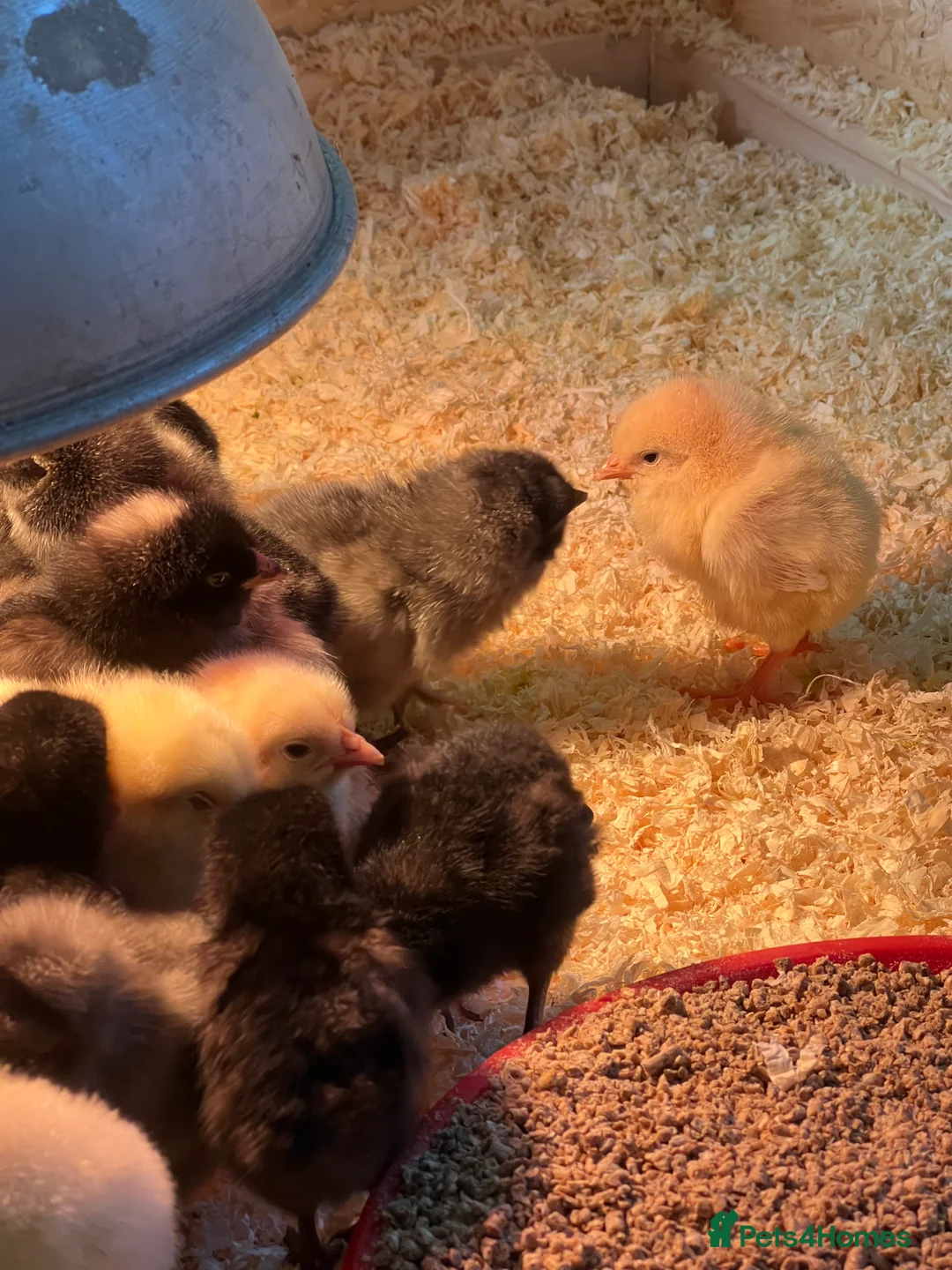 Chickens poultry for sale: Day old chicks - Guaranteed Females  - Advert 1