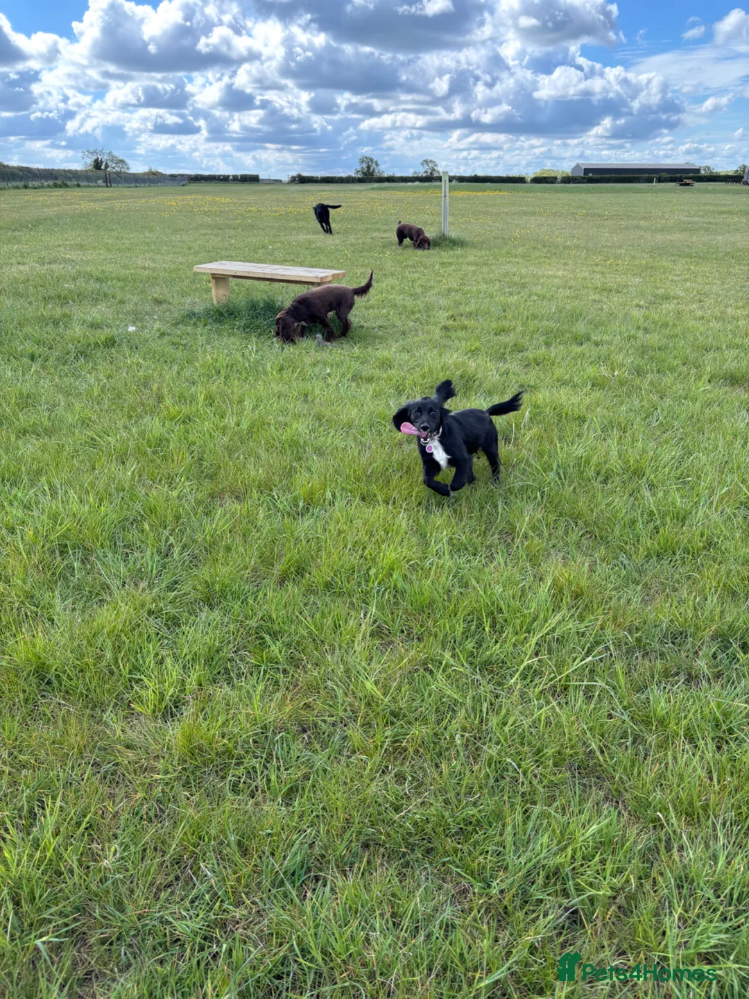 Cocker Spaniel dogs for sale: Cocker spaniel  - Advert 4