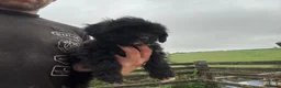 Shihpoo dogs for sale: Gorgeous black girl in Liskeard - Advert 2