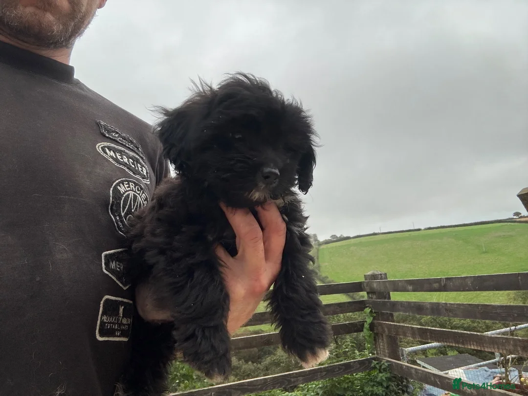 Shihpoo dogs for sale: Gorgeous black girl in Liskeard - Advert 2