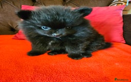 Pomeranian dogs for sale: 3 beautiful black pomeranian boys for sale  - Image 18