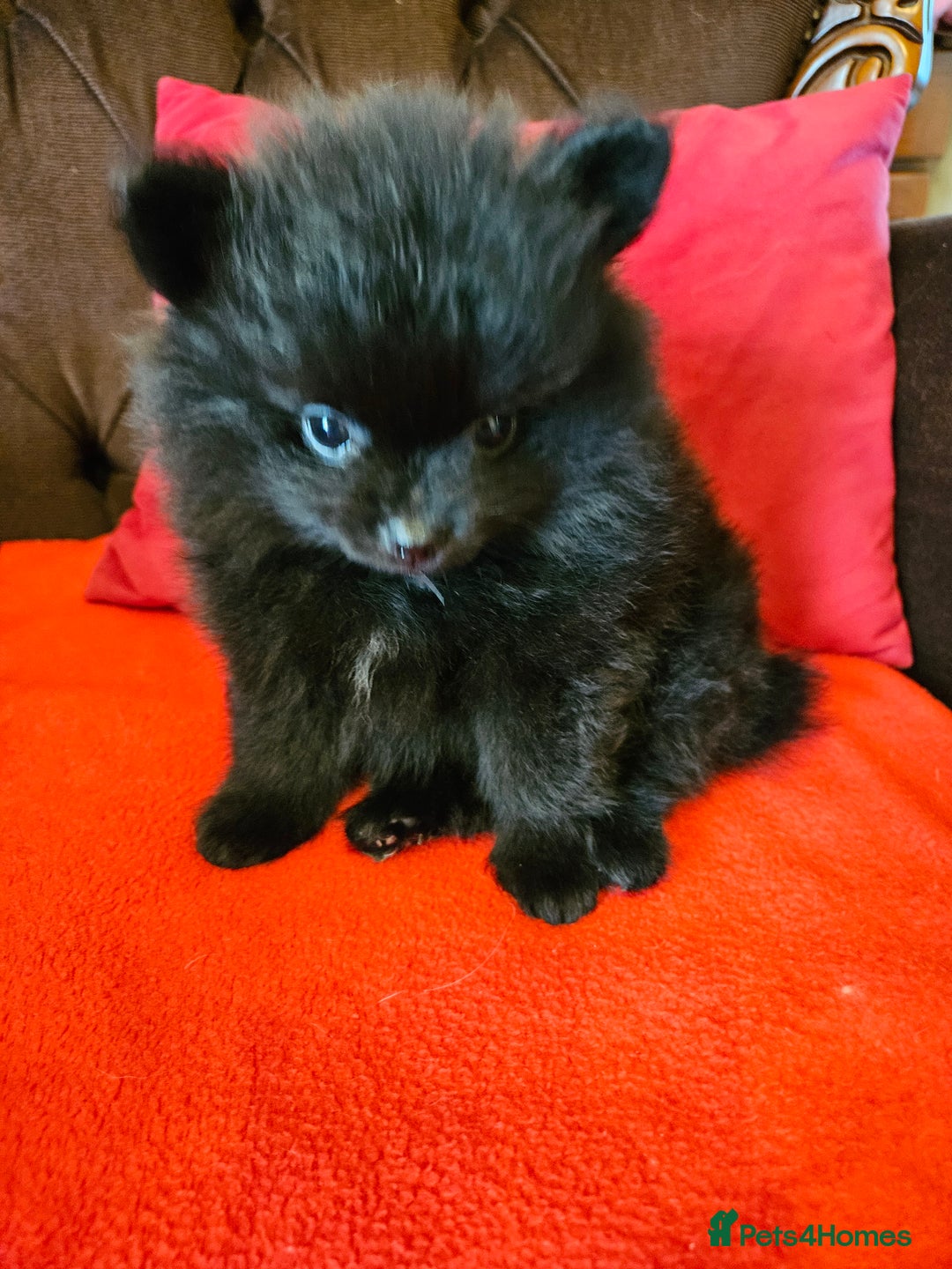 Pomeranian dogs for sale: 3 beautiful black pomeranian boys for sale  - Image 18