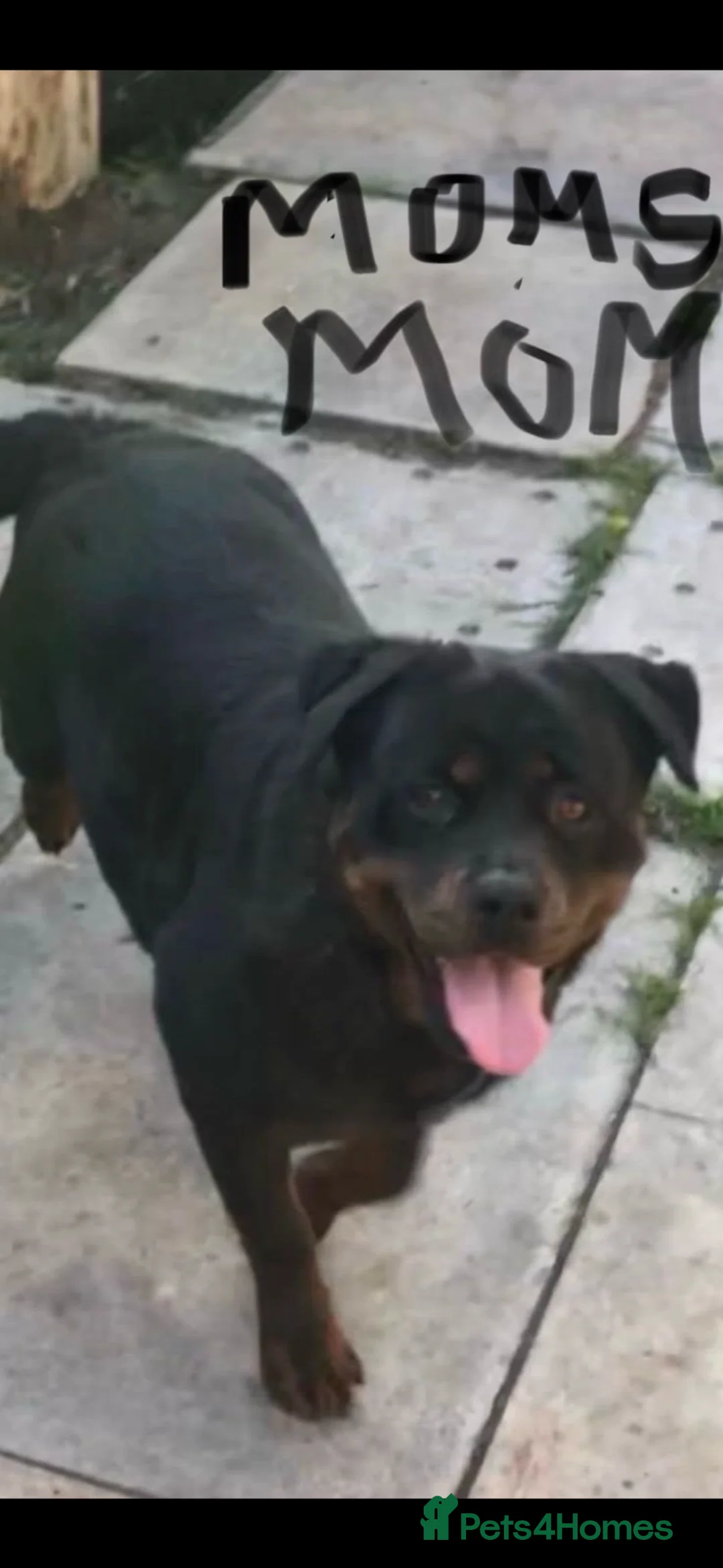 Rottweiler dogs for sale: ROTTWEILER PUPPIES deposit secures - Advert 10
