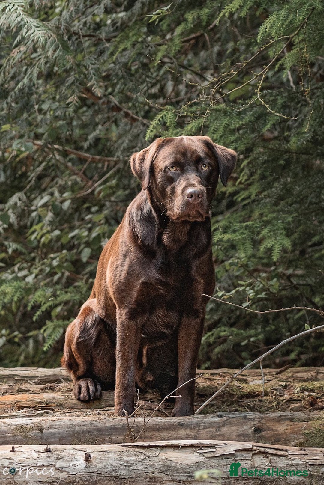 Labrador Retriever dogs for stud: Proven health tested Labrador in Blackwood - Advert 2