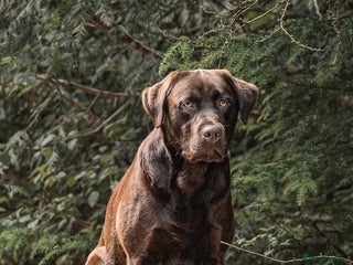 Labrador Retriever dogs in Blackwood - Advert 33