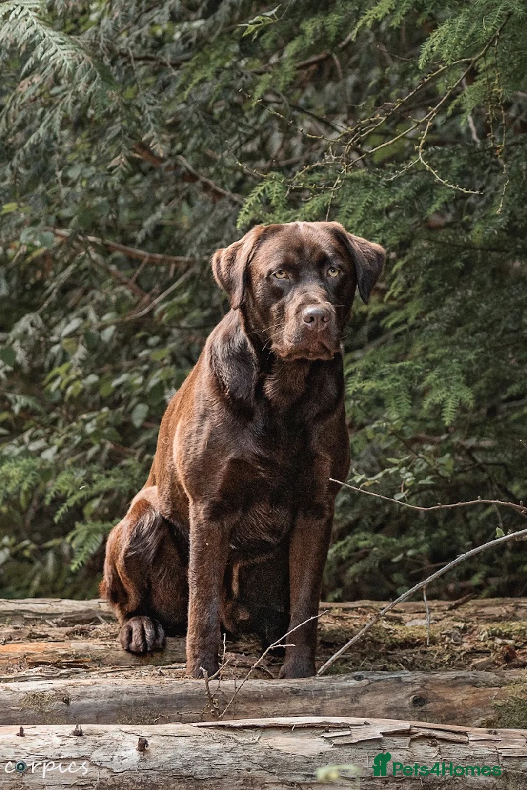 Labrador Retriever dogs for stud: Proven health tested Labrador in Blackwood - Advert 2