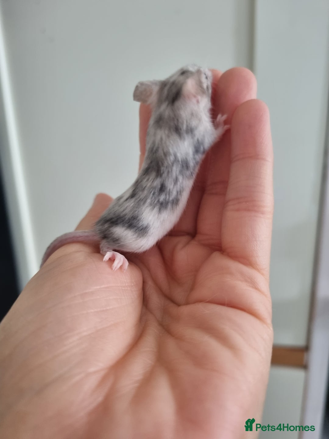 Mouse rodents for sale: Reserved! 1 boy  - Image 3