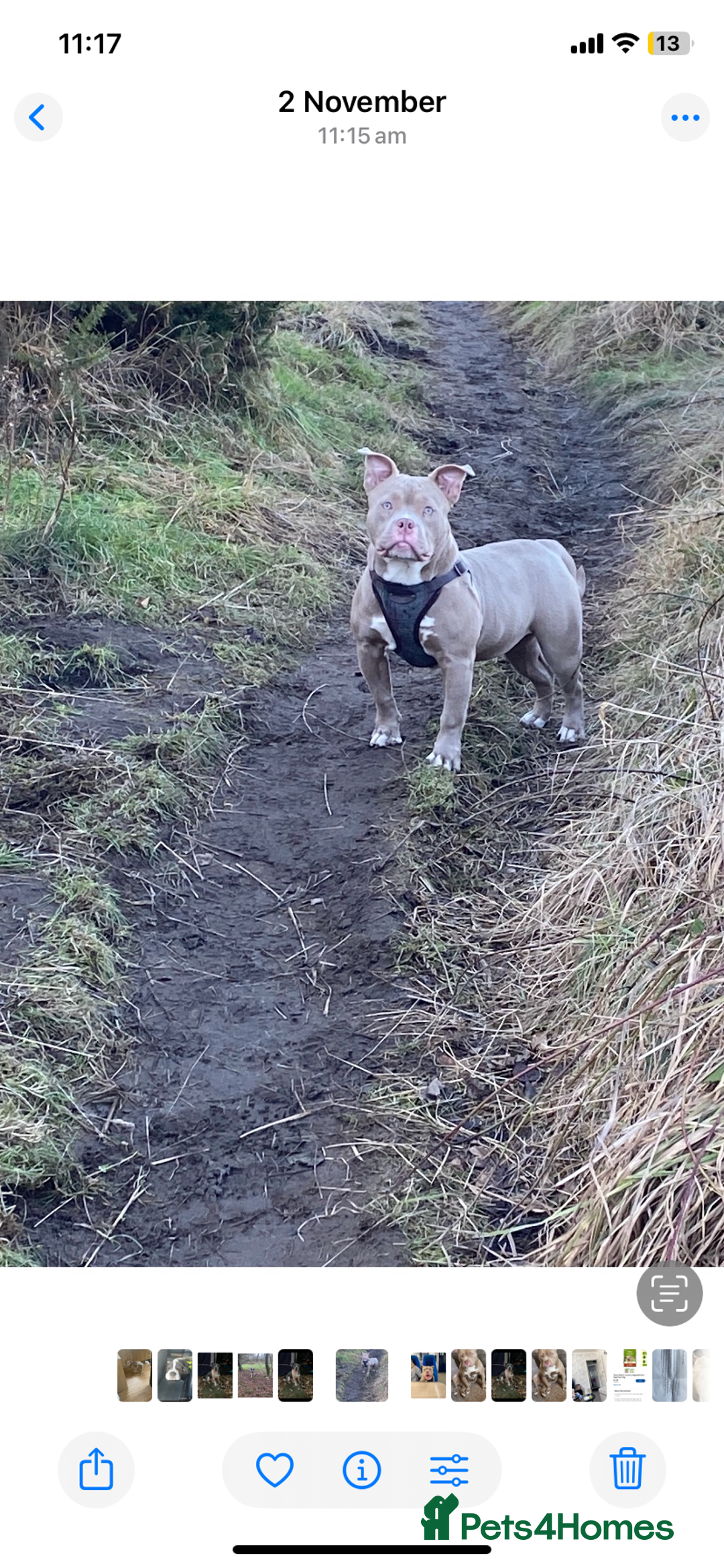 American Bully dogs for sale: Beautiful 15month old female pocket bully - Advert 2