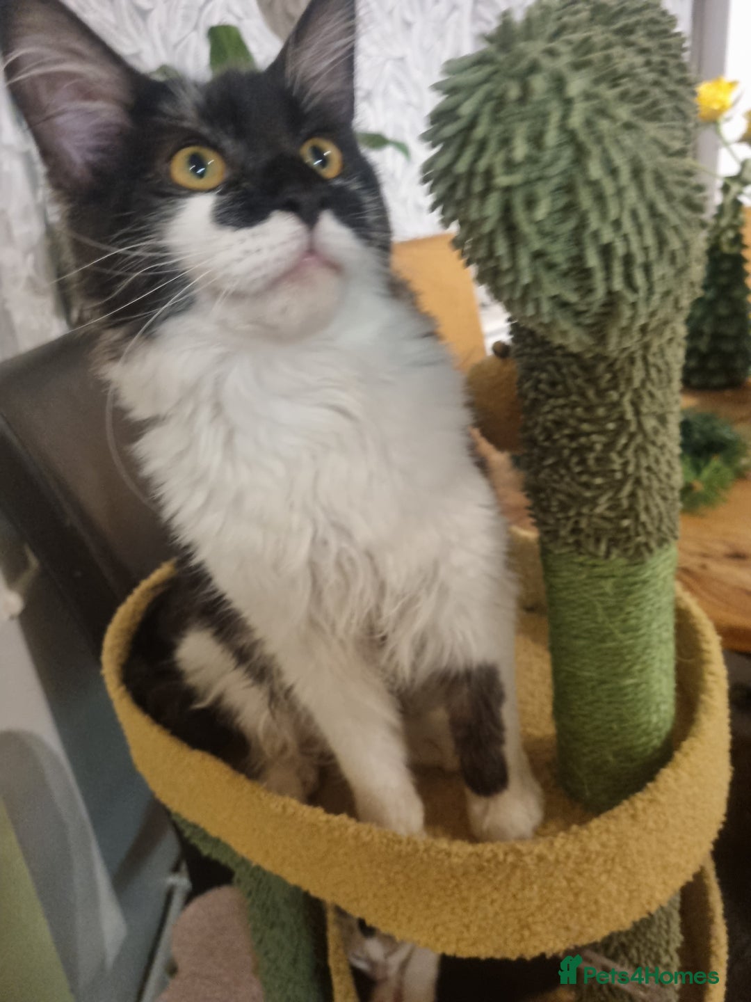 Maine Coon cats for sale: Female Maine coon  - Advert 5