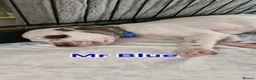 Mixed Breed dogs for sale: Dalmatian cross  - Advert 21