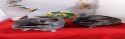 Chinchilla rodents for sale: RPA / RPAc young Female Chinchillas  - Advert 6