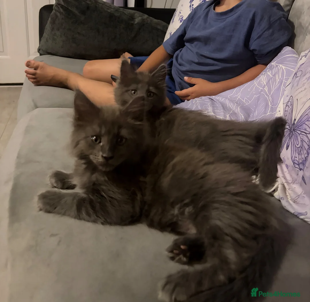 Maine Coon cats for sale: Beautiful 12 week old Maincoon  - Advert 10