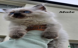 Ragdoll cats for sale: 🐾 Adorable Kittens Ready for Their Forever Homes! - Image 5