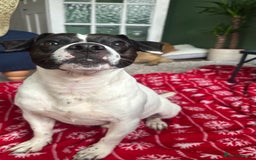 Mixed Breed dogs for sale: Eddie  - Advert 11