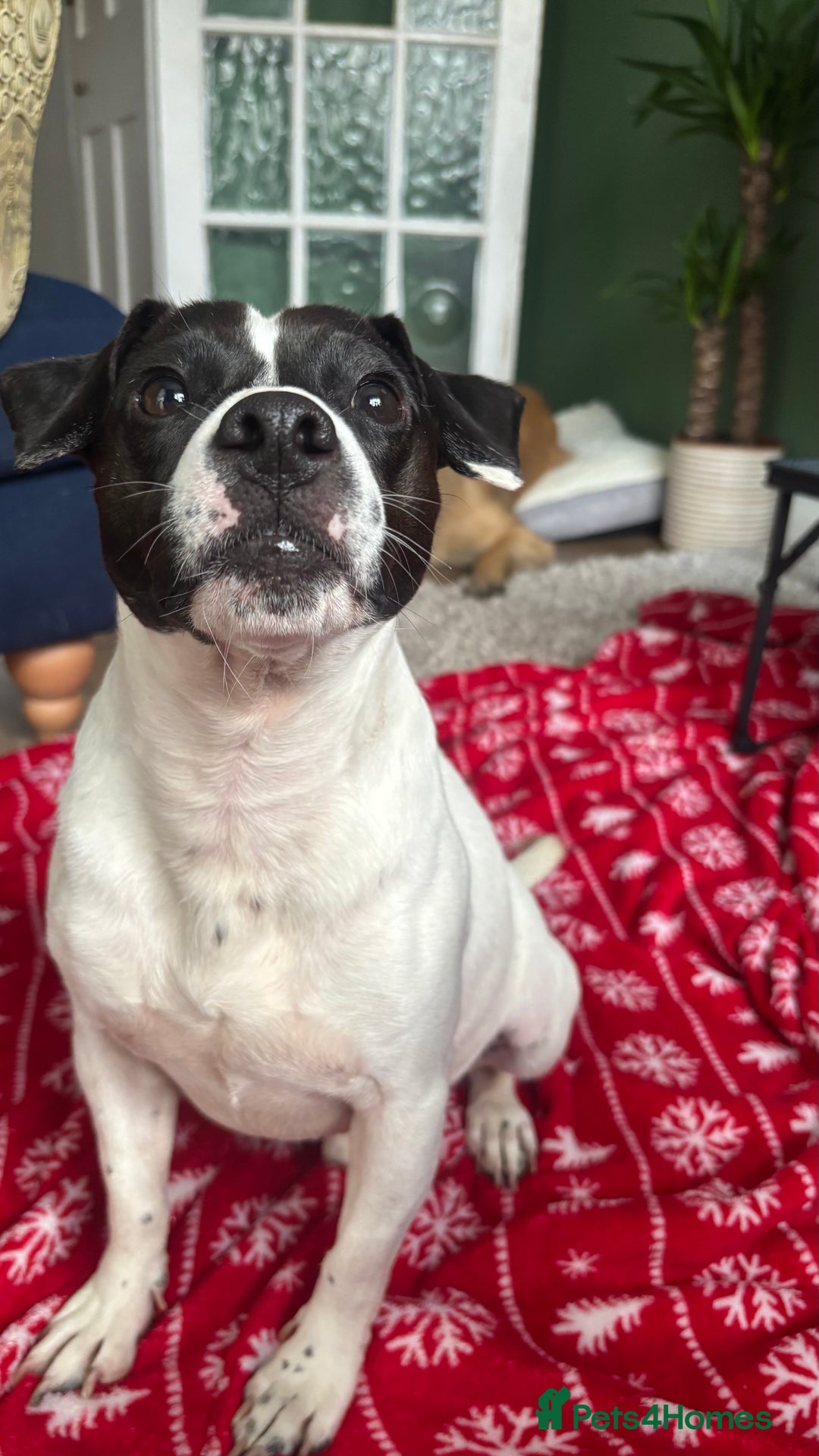 Mixed Breed dogs for sale: Eddie  - Advert 11