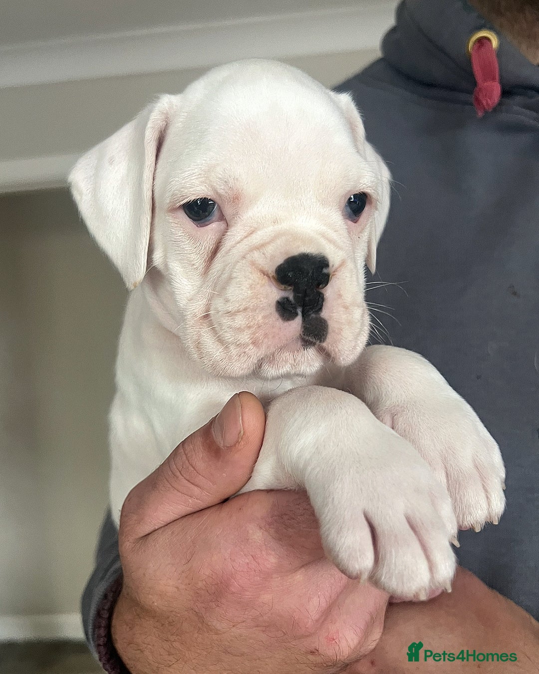 Boxer dogs for sale: Kc Beautiful White Boxer Boys   - Image 8