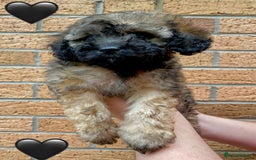 Cavapoo dogs for sale: 💖 Top Quality F1B Cavapoo Puppies DNA TESTED 💖 - Image 23