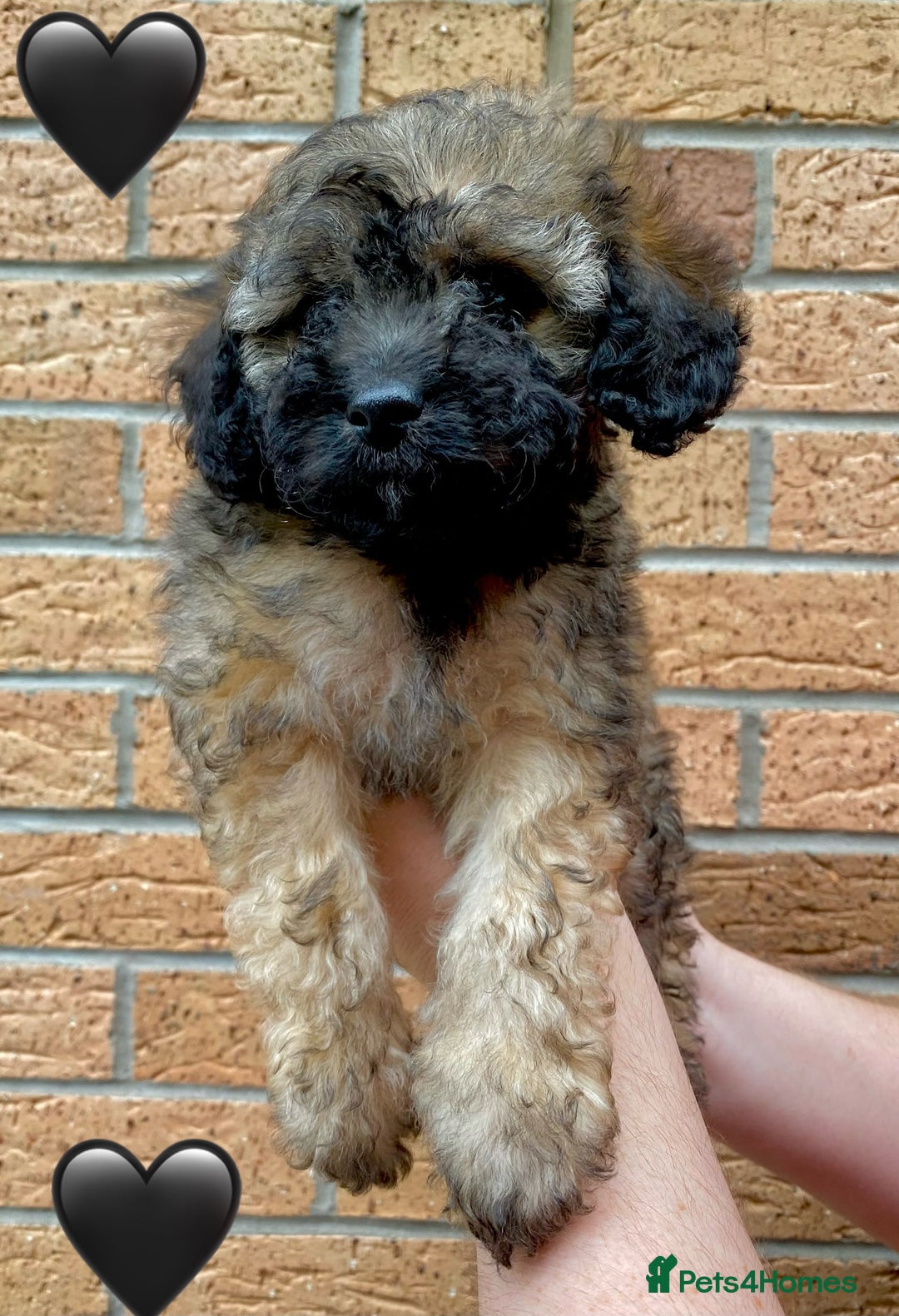 Cavapoo dogs for sale: 💖 Top Quality F1B Cavapoo Puppies DNA TESTED 💖 - Image 23