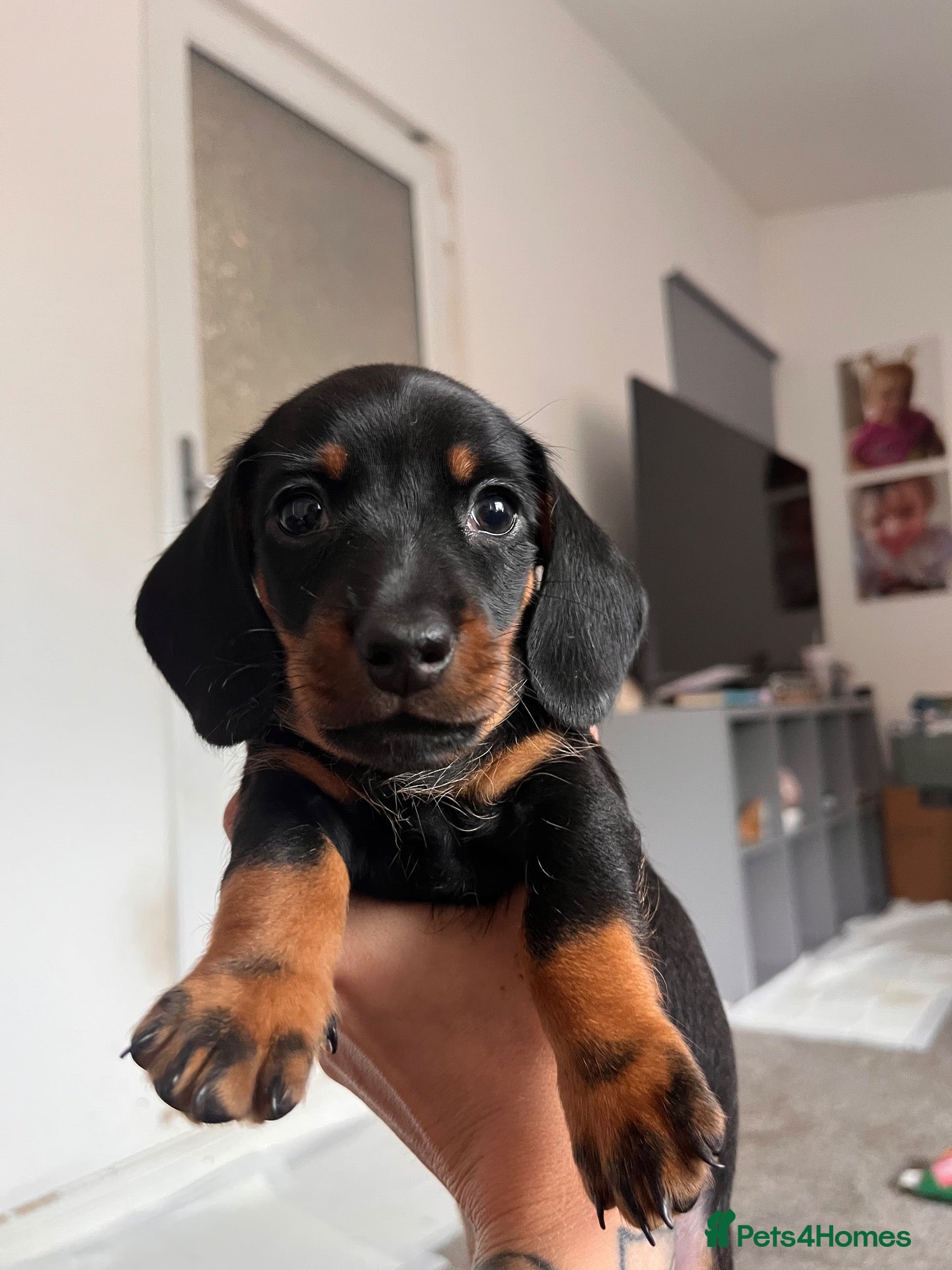 Miniature Dachshund dogs Long haired miniature daschunds - Advert 1
