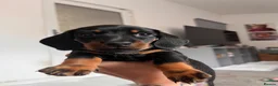 Miniature Dachshund dogs for sale: Long haired miniature daschunds - Advert 1