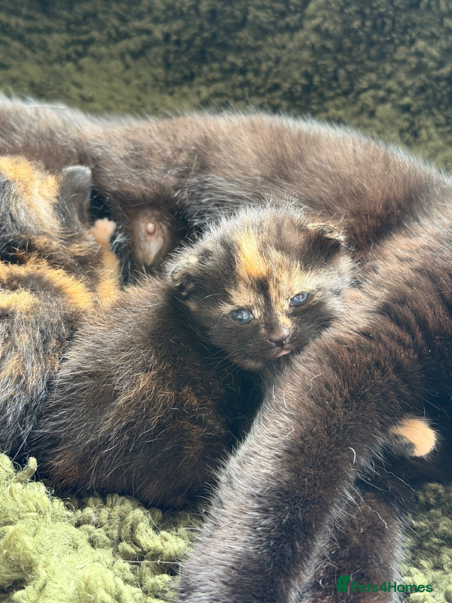 Mixed Breed cats Maincoone/ British short hair mix  - Advert 6