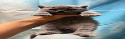British Shorthair cats for sale: Beautiful British Shorthair kittens to reserve - Advert 19