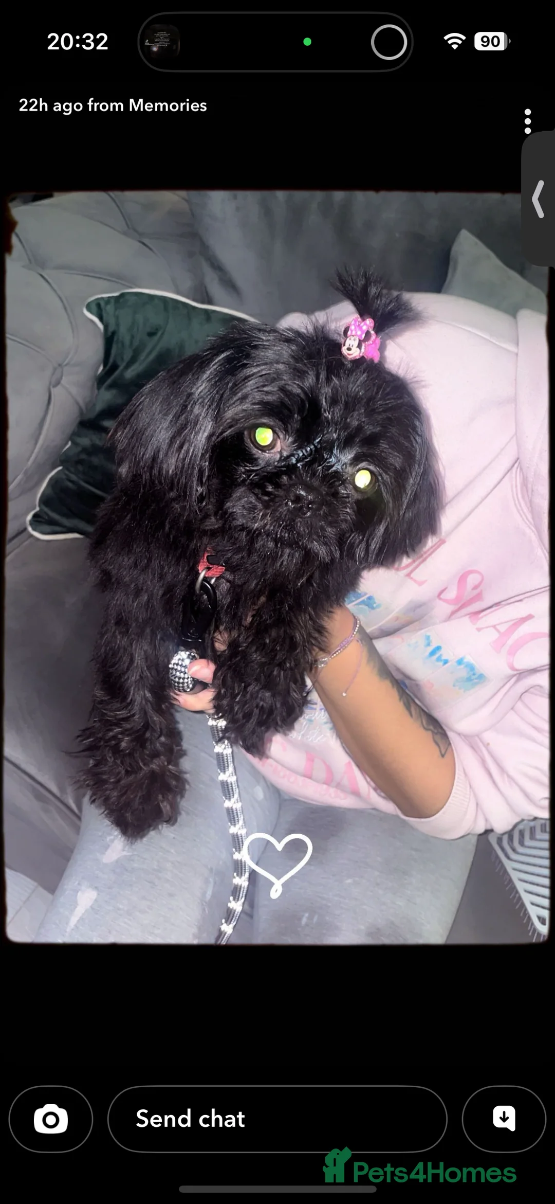 Shorkie dogs for sale: Male shorkie  - Advert 2