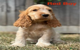Cocker Spaniel dogs for sale: Last boy! Top quality show-type Cocker Spaniels! in Leicester - Image 13