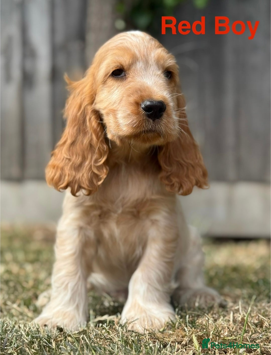 Cocker Spaniel dogs for sale: Last boy! Top quality show-type Cocker Spaniels! in Leicester - Image 13