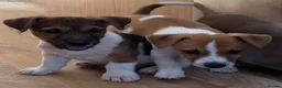 Jack Russell dogs for sale: Traditional short-legged Jack Russell puppies. - Advert 16