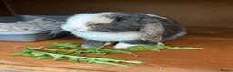 Mini Lop rabbits for sale: Gorgeous male lop bunny  in Keighley - Advert 9