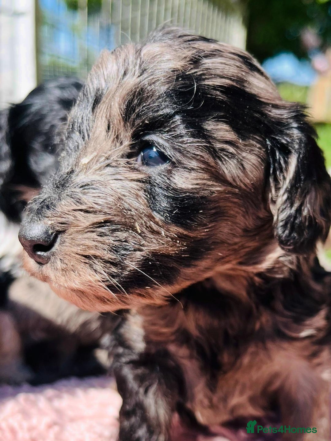 Cockapoo dogs for sale: Stunning F1 show Cockapoos  - Image 13