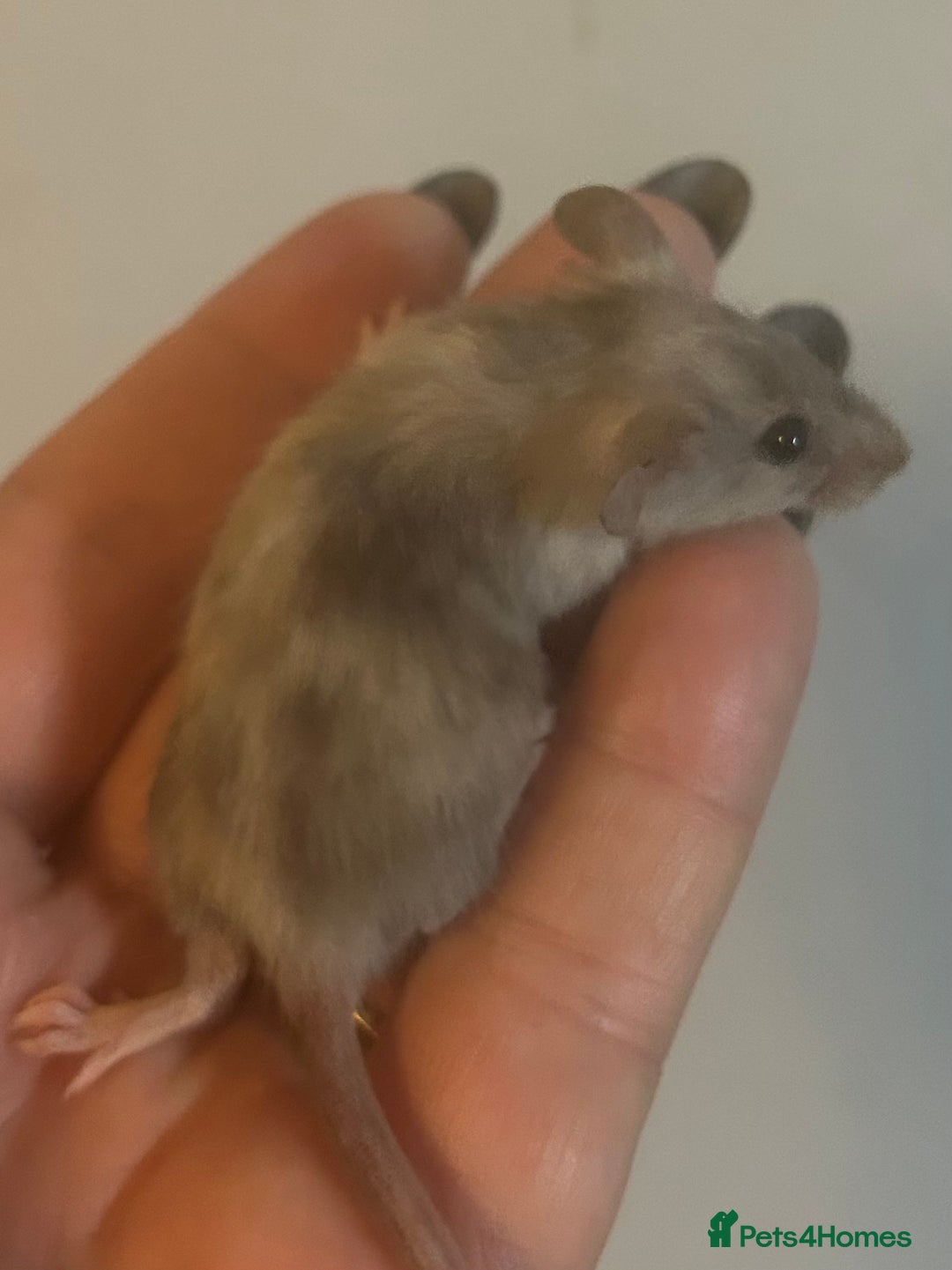 Mouse rodents for sale: Fancy mice 3 boys available  - Image 12