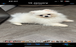 Pomeranian dogs for sale: Beautiful boy Pomeranian - Image 3