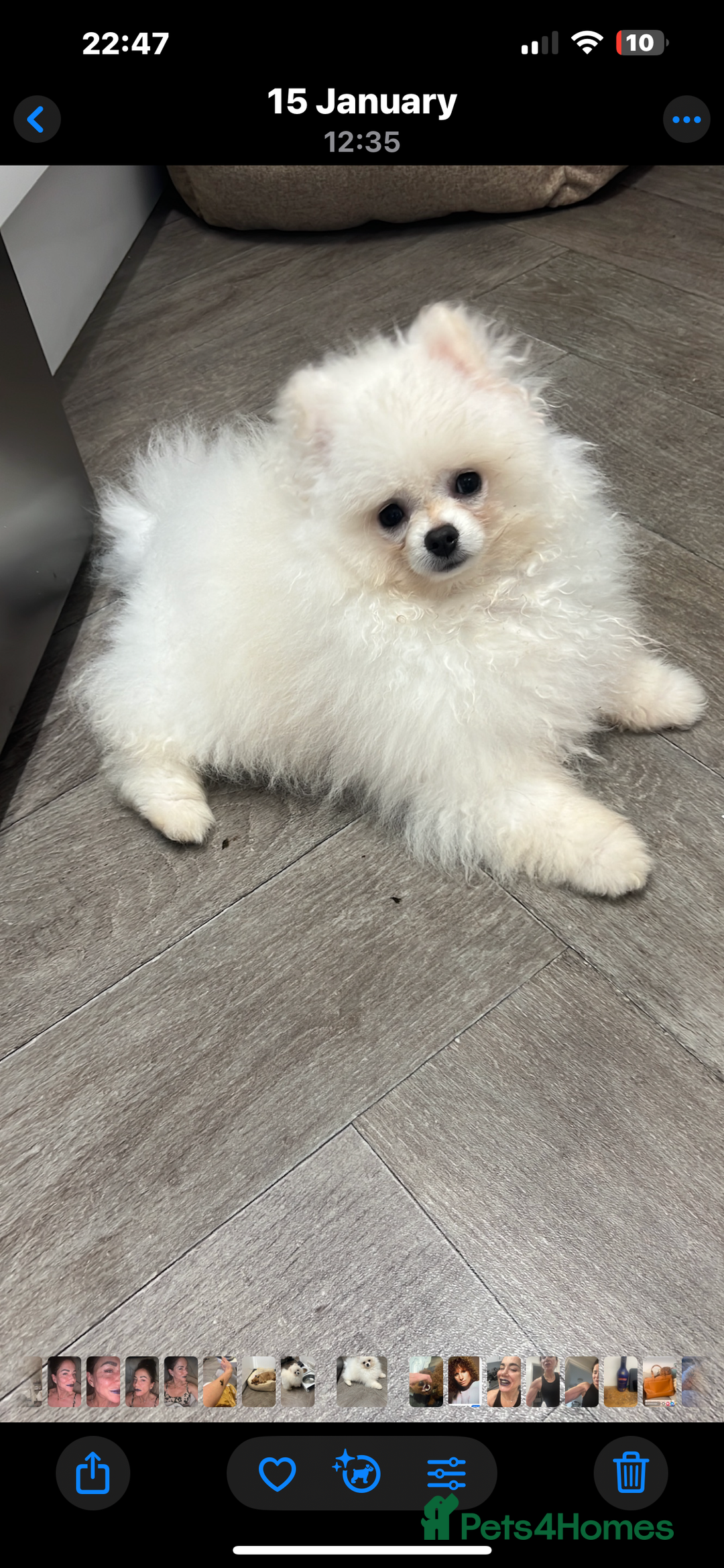 Pomeranian dogs for sale: Beautiful boy Pomeranian - Image 3