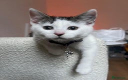 American Wirehair cats for sale: Loving 7 month-old American Wirehair kitten - Advert 3