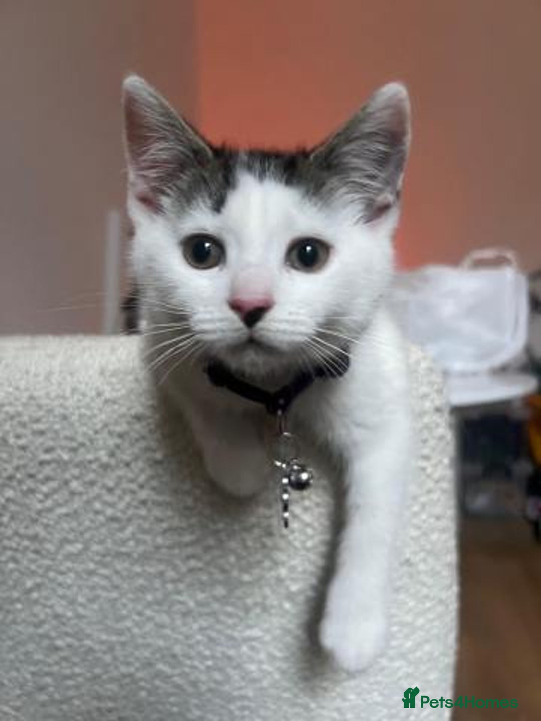 American Wirehair cats for sale: Loving 7 month-old American Wirehair kitten - Advert 3